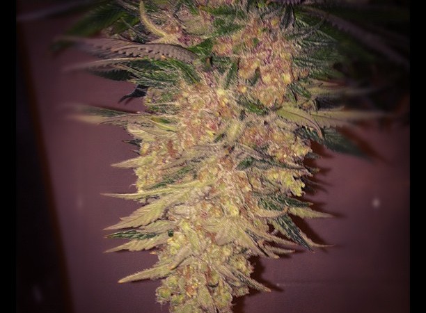 Instagram of the Week - Fuego Instagram of the Week - Fuego