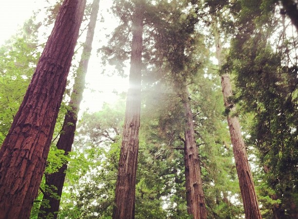 Instagram of the Week - Muir Forest Instagram of the Week - Muir Forest