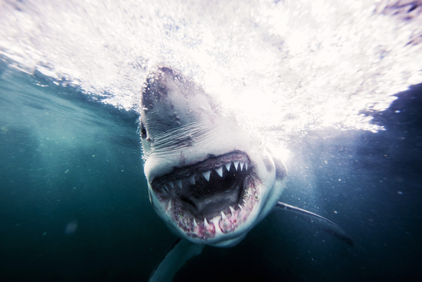 Captivating Images of Sharks by Michael Muller Captivating Images of Sharks by Michael Muller